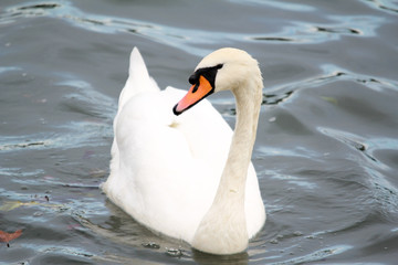 Beauté animale