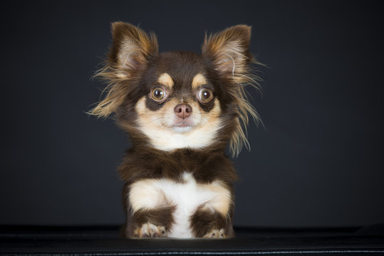 Hund Braun Zwerg im Studio 1