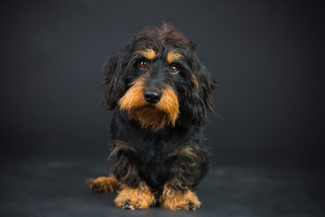 Dackelportrait-im-Studio