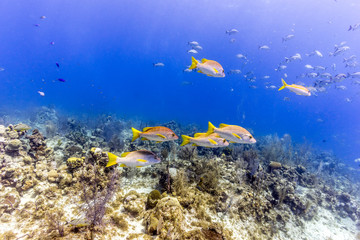 Fototapeta na wymiar Grand Cayman coral reef
