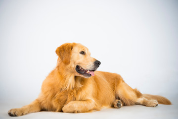 Golden Retriever im Studio