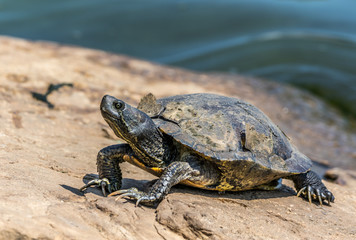 Turtle shedding it's shell