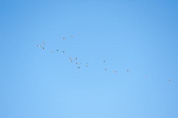 青空と鴨