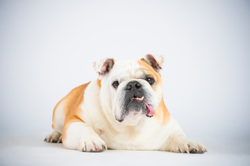 Docke Bulldogge im Studio