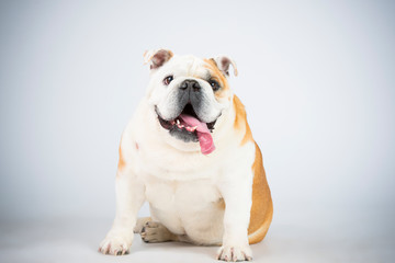 Docke Bulldogge im Studio