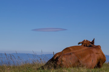 La vache Limousine et le nuage lenticulaire 2