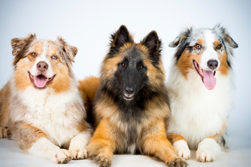 Schäferhund uns Astralian shepherd