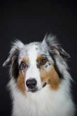 Australian Shepherd im Studio