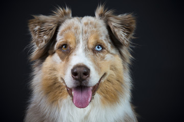 Australian Shepherd im Studio