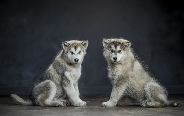 Portrait of four-month old alaskan malamute puppys closeup in studio