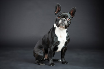 Franz&ouml;sische Schwarz Wei&szlig;e Bulldoge im Studio