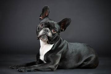 Franz&ouml;sische Schwarz Wei&szlig;e Bulldoge im Studio