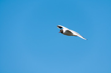 Seagull blue sky
