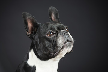 Französische Schwarz Weiße Bulldoge im Studio