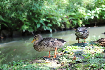 小石川後楽園　鴨