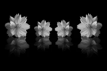 Papier Peint photo Lavable Fleurs cosmos sulphureus flower of black and white