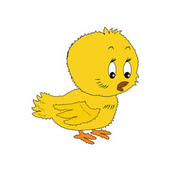 Cute baby chick shows a side isolated on a white background