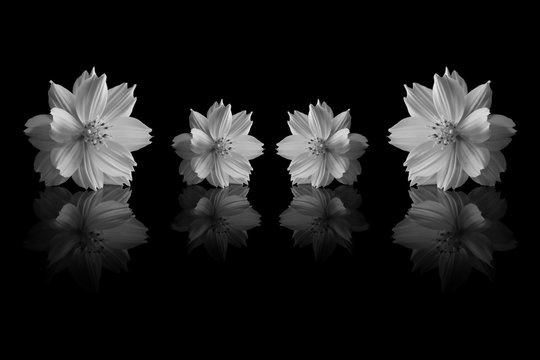 Fototapeta cosmos sulphureus flower of black and white