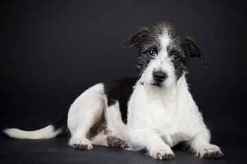 Hund Kleiner Jack Russer Rauhhaar