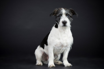 Hund Kleiner Jack Russer Rauhhaar