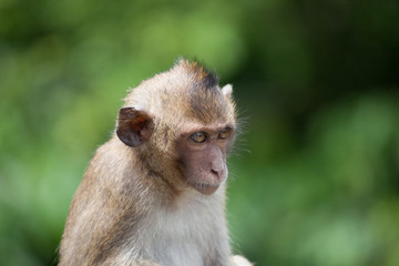 Naklejka premium 可愛いサル