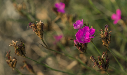Violet pink flowers in green grass