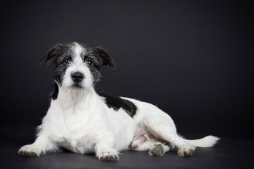 Hund Kleiner Jack Russer Rauhhaar