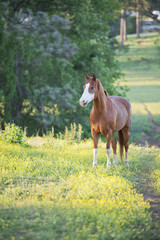 Fototapeta na wymiar Quarter Horse in Georgia, USA