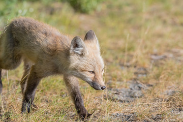 Red Cascade Fox Walks into sunny field