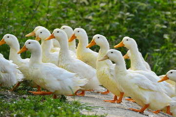 The ducks