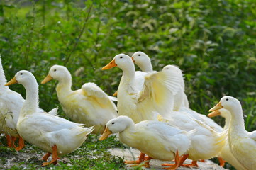 The ducks