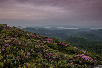 Rhododendron Garden Above Foggy Valley