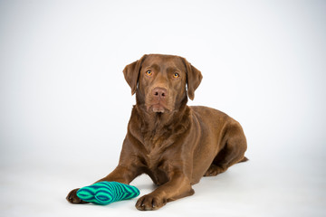 Familien Labrador im Studio