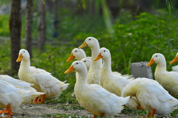 The ducks