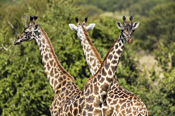 Triple Giraffe