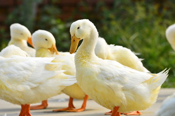 The ducks