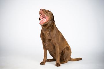 Familien Labrador im Studio