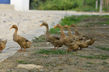 The ducks