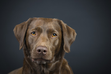 Familien Labrador im Studio