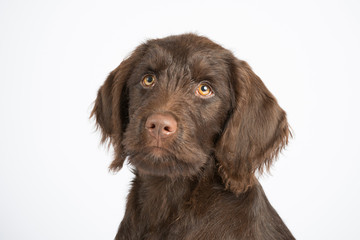 Kleiner Brauner Labradoodle Welpe im Studio