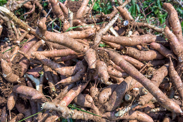 Cassava in farm