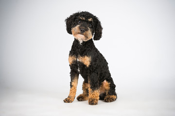 Lieber kleiner Lockenhund weiß