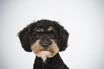 Lieber kleiner Lockenhund weiß