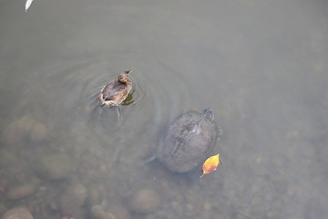 小石川後楽園　鳥と亀
