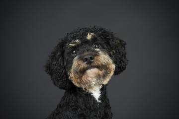 Lieber kleiner Lockenhund