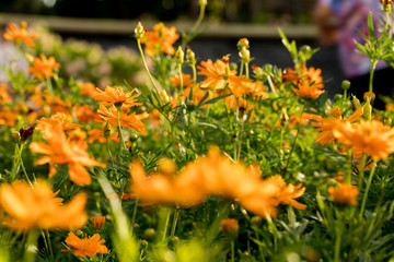 Yellow flower with sunset and sun rays background