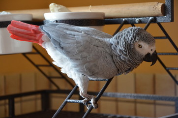 Grey Parrot - 171104996
