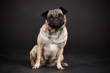 Hund Mops im Studio 2