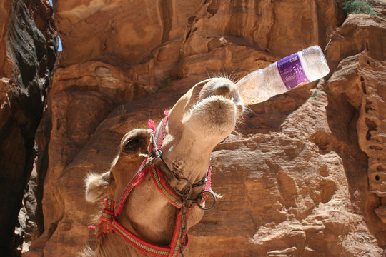 Camel drinking