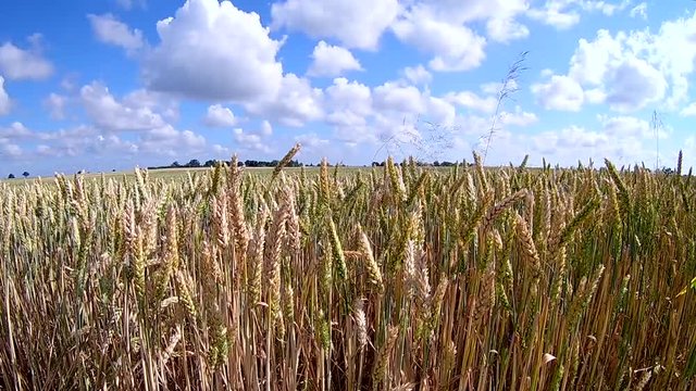 golden wheat in june